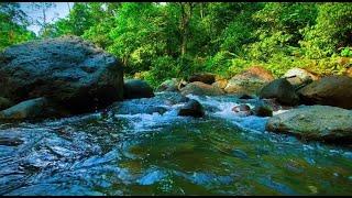 Definitely sleep soundly with sound of mountain streams, Relaxing River Sounds that soothes the soul