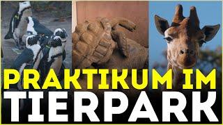 Giraffen-Kacke & Schildkröten, die... | Praktikum im Tierpark Berlin