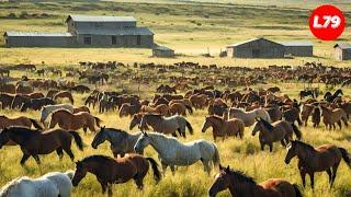 How Do American Ranchers Raise 9,2 Million Horses - American Farming - Proseccing Factory