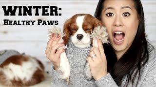 HOW TO: HEALTHY PAWS IN WINTER | Dog Boots | Tips & Tricks