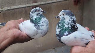 One of my most favourite Pigeon pair