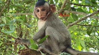 Hungry baby monkey Bella trying to convince & begging for food, baby monkey so cute moments