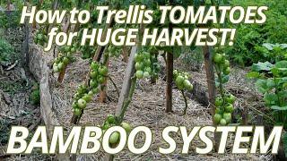 How to Stake & Trellis Tomato plants for maximum harvest: Bamboo Quadripod System / Gardening School