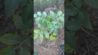 Томаты не болеют #сад #дача #огород #урожай #томаты #помидоры #теплица