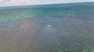 Drone footage of whale carcass in Kaneohe Bay 4