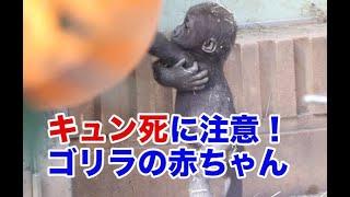 京都市動物園のゴリラの赤ちゃん！〜Gorilla baby in Kyoto city zoo〜