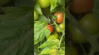 #tomatoes#vegetables#vegetablelovers#farming#farminglover#gardening#village#nature