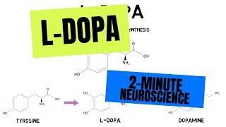 2-Minute Neuroscience: L-DOPA