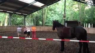 dancing with a horse  /  dansend met een paard