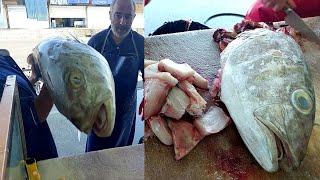 Greater Amberjack Filleting |Have you ever seen a Amberjack bigger than this one?