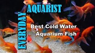 Best Cold Water & Temperate Freshwater Aquarium Fish