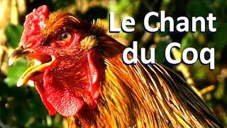 Chant du Coq (Brahma Perdrix)