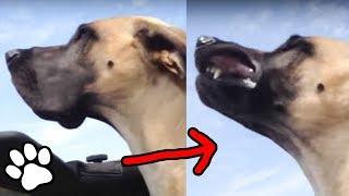 Funniest Great Dane Dogs | Funny Pet Videos 2018 | That Pet Life