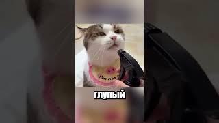 Кошки в аниме: