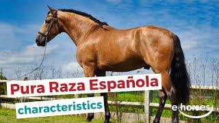 PRE (Pura Raza Española) Horses | characteristics, origin & disciplines