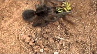 wolf spider vs wasp