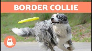 Die Hunderasse BORDER COLLIE  (Herkunft, Eigenschaften, Charakter und Pflege)