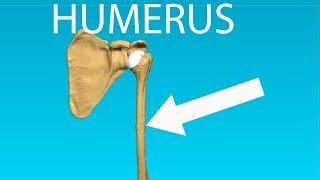 Humerus Anatomy - Bones #2