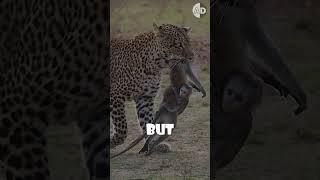 The Most Heartbreaking Wildlife Photo: Leopard and Baboon #animal #animalworld