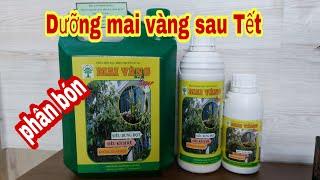 Phân bón dưỡng mai vàng sau Tết giúp kích rễ, bung đọt, xanh lá |lh 0913 326 574|