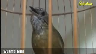 BURUNG WAMBI MINI GACOR SUARA BANYAK LANTANG JERNIH FULL ISTIMEWAH