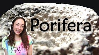 Porifera (Sponges)- Morphology, Classification, & Evolution- Invertebrate Paleontology | GEO GIRL