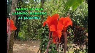 PANG GAMOT SA MGA LASINGO, BABAERO, AT SUGAROL | SAGING SAGING