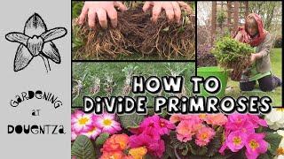 How to Divide Primroses & Polyanthus || Quick and Easy Guide