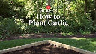 How to Plant Garlic