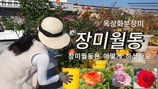 장미 월동 시키셨나요? 옥상에서 잘 크는 장미소개/ 장미화분정리했어요