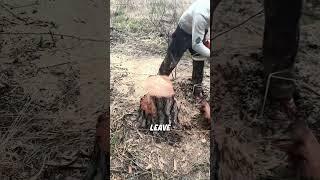 A person pulling a chair out of a tree stump