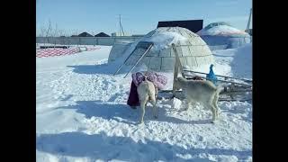 Жизнь в юрте - козы. Купить юрту. Юрта дом.