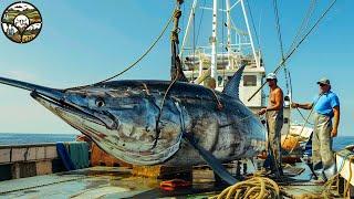 Giant Swordfish Fishing, The way Americans catch Swordfish puts them at risk of extinction