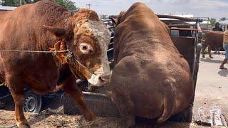 SAPI RAKSASA GENDUT TURUN DARI TRUK OLENG GULING LUCU SEKALI‼️