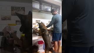 ആ ബിസ്കറ്റ് ഒന്ന് എടുത്ത് തന്നേ.... | Laika| Leo| Chottuz|#laika #pets #chottu #doglover #funny