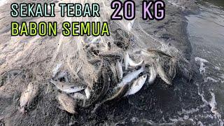 jala ikan belanak di muara / cuma sekali tebar auto panen Babon belanak dan babon nila