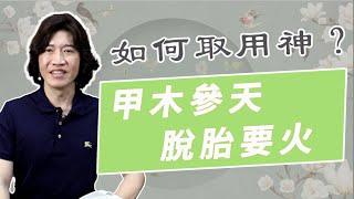 【吳尚易八字】甲木如何取用神？水蕩騎虎，水多木漂，財印對戰，你需要的是這個！