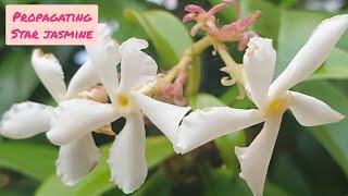 Propagating Star Jasmine Cuttings in WATER (Confederate Jasmine) - With RESULTS - Free Plants - UK