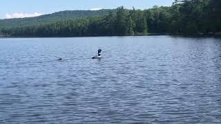 Loon and baby