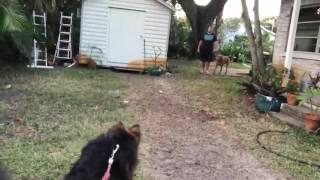 Aggressive Dog Training in Florida with Off Leash K9! German Shepherd Dog Trainers.