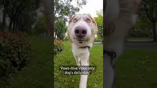 "Paws-itive vibes only: dog's daily vlog"