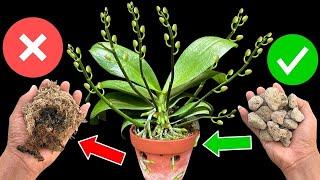 Discard it immediately and replace it before the orchid rots