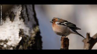 The common chaffinch or simply the chaffinch (Fringilla coelebs)