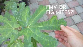 Fig Mosaic Virus or Fig Mites?!