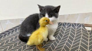 The daily life of ducklings and kittens is very interesting | So funny