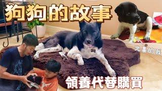 史基波的成長故事｜和狗狗一起成長的歷程｜跟著主人到處東奔西跑領養不棄養