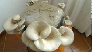 Time Lapse - Pleurotus Ostreatus - Repolgas