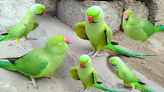 Talking Parrot Compilation