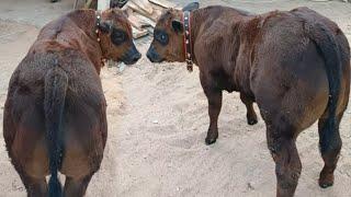 Pedet Belgian Blue BEROTOT GANDA || Indukan Limousin Cross Sapi Gatot Kaca‼️