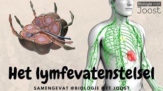 Het lymfevatenstelsel | Samenvatting